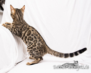 Bengal Katze Brandenburg